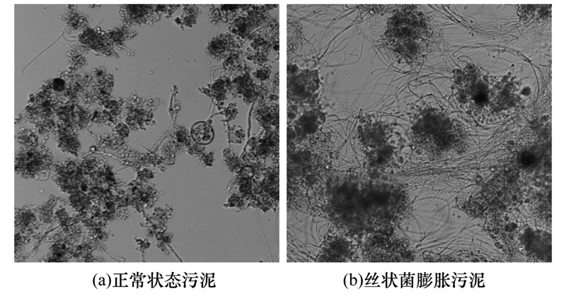 生化系統(tǒng)污泥絲狀菌膨脹的原因